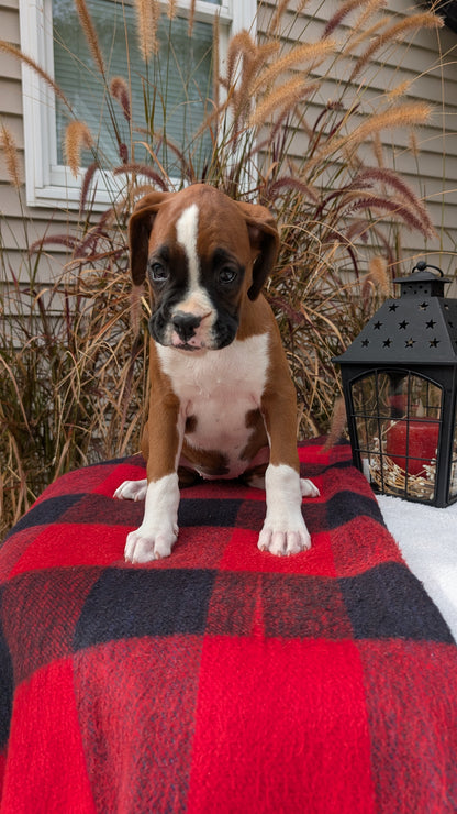 BOXER (08/20) FEMALE