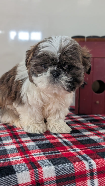 SHIH TZU (DEC 10) MALES