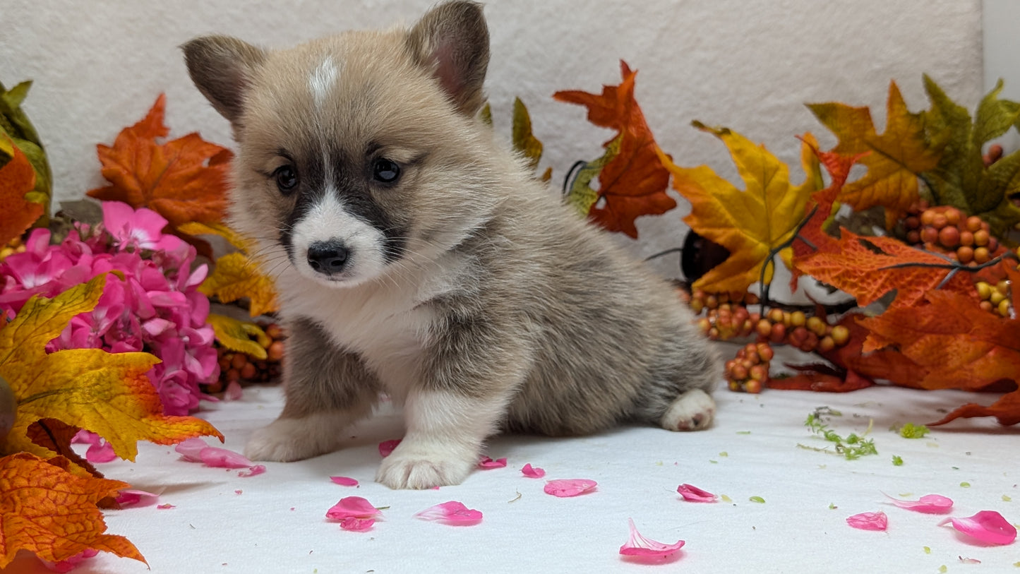 CORGI (09/17) MALE