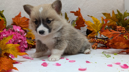 CORGI (09/17) MALE