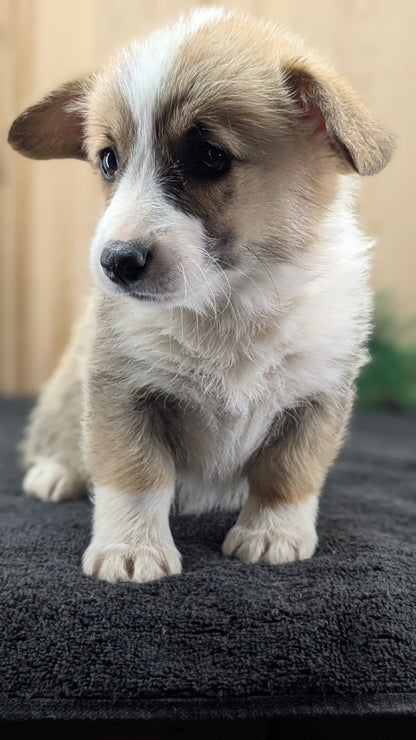 CORGI (09/17) FEMALE