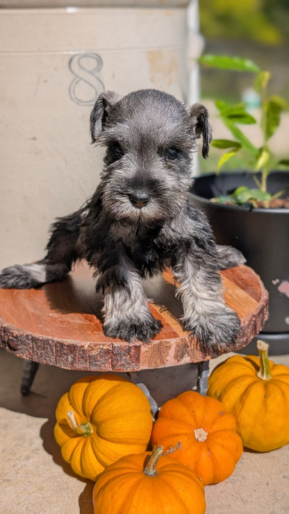 MINI SCHNAUZER (AUG 24) 8 FEMALES