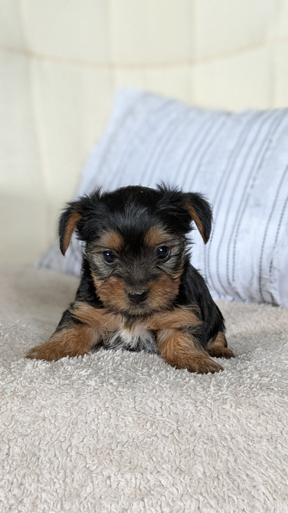 YORKSHIRE TERRIER (02/25) FEMALE