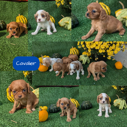 CAVALIER (08/12) MALE