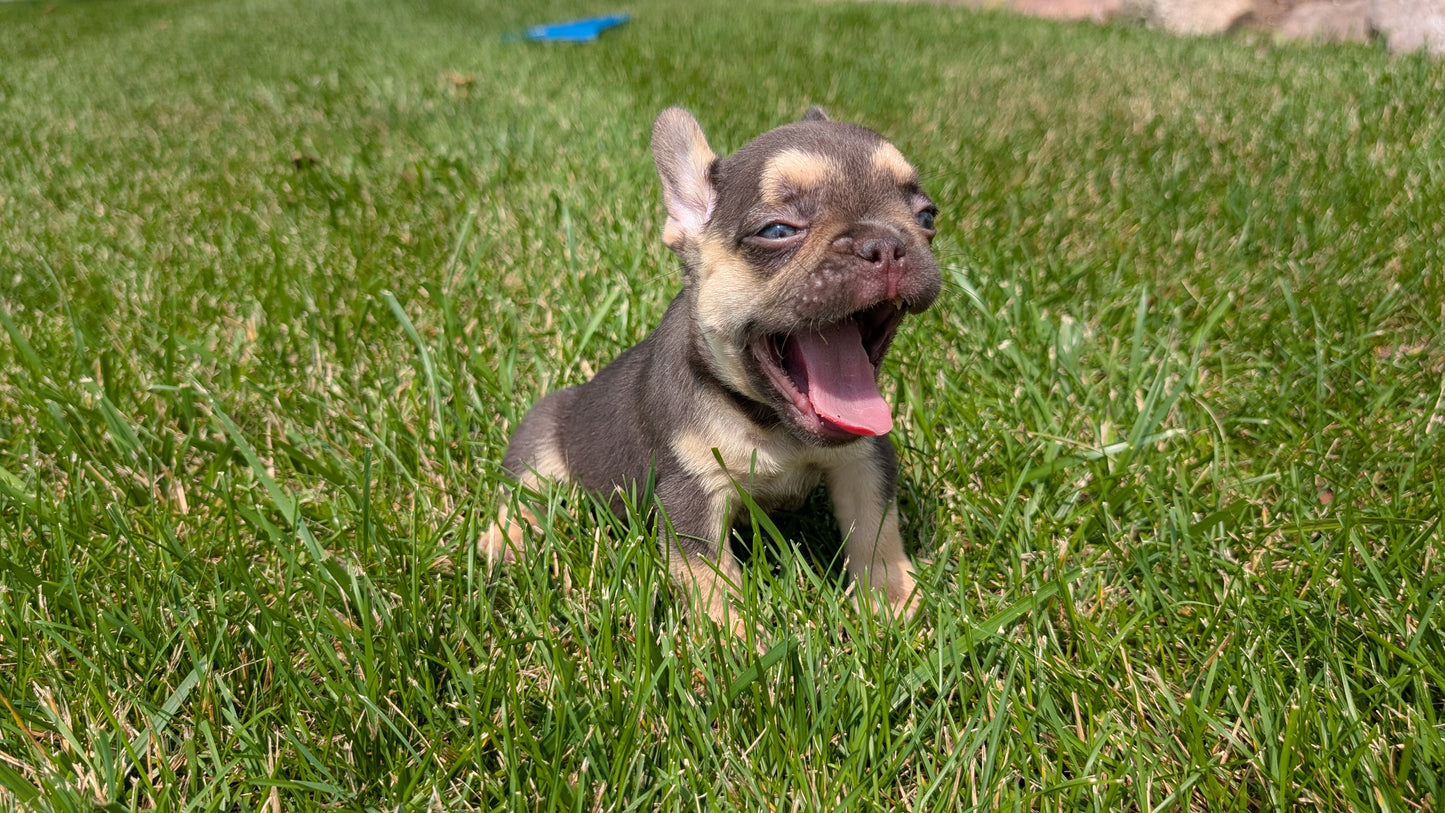 FRENCH BULLDOG (05/16) FEMALE