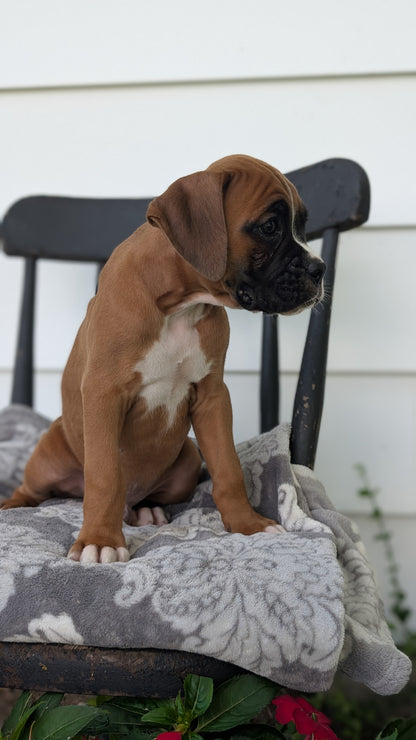 BOXER (JUN 11) MALES