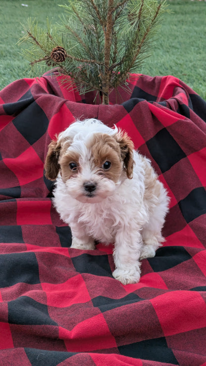 CAVAPOO (10/03) FEMALE