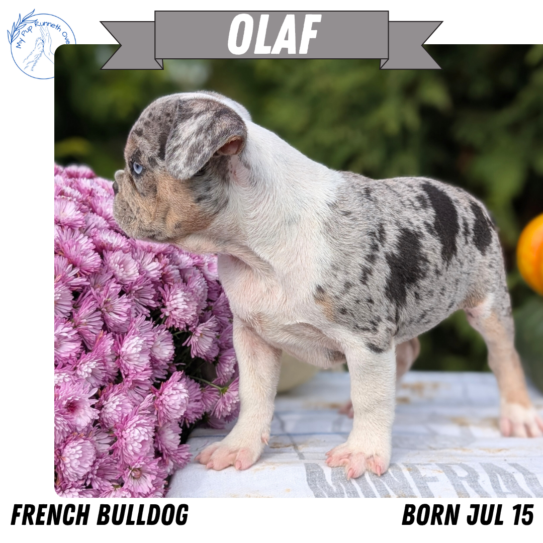 FRENCH BULLDOG (07/15) MALE