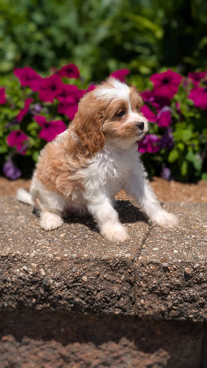 CAVAPOO (MAY 18) FEMALES