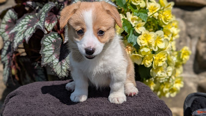 CORGI (JUL 13) 2 FEMALES/3 MALES