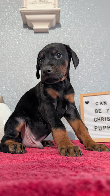 DOBERMAN PINSCHER (OCT 17) MALES