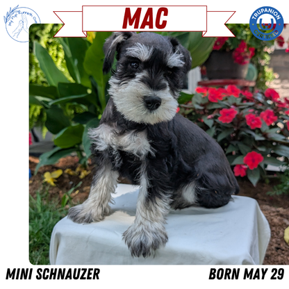 MINI SCHNAUZER (05/29) MALE