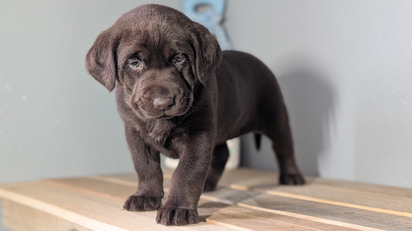 LABRADOR RETRIEVER (JAN 18) FEMALES