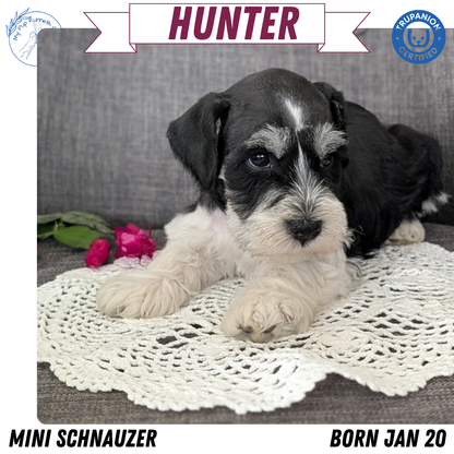 MINI SCHNAUZER (JAN 20) MALES