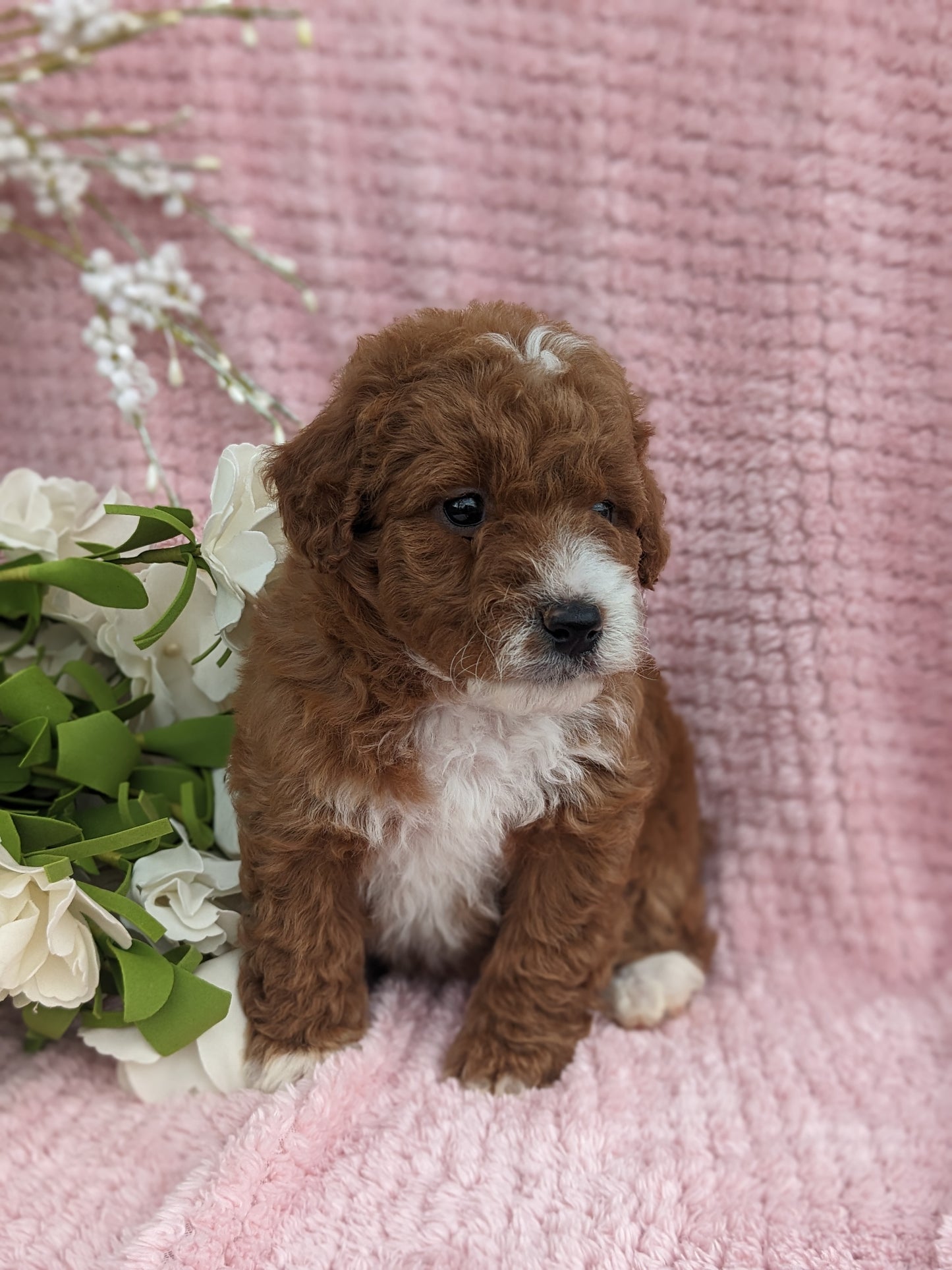 MINI GOLDENDOODLE (03/20) FEMALE