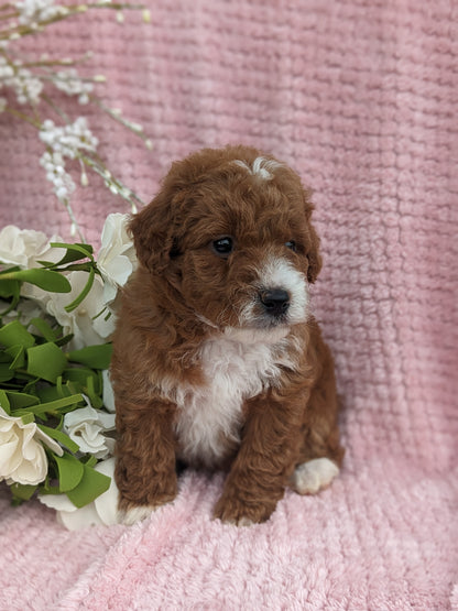 MINI GOLDENDOODLE (03/20) FEMALE