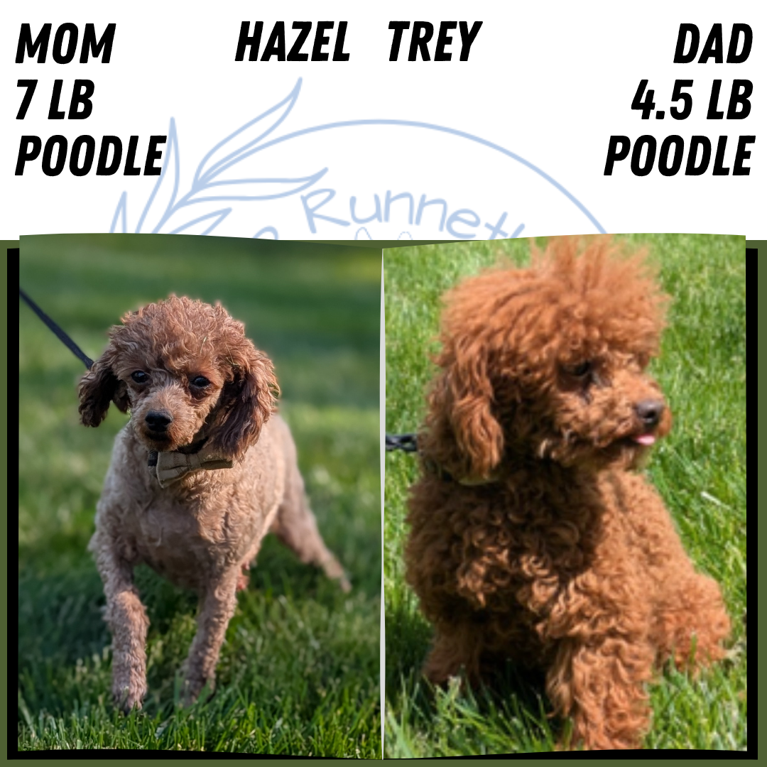 TOY POODLE (AUG 20) 1 FEMALE