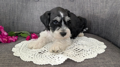 MINI SCHNAUZER (JAN 20) MALES