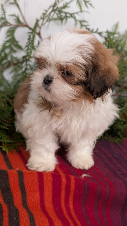 SHIH TZU (SEP 30) MALES