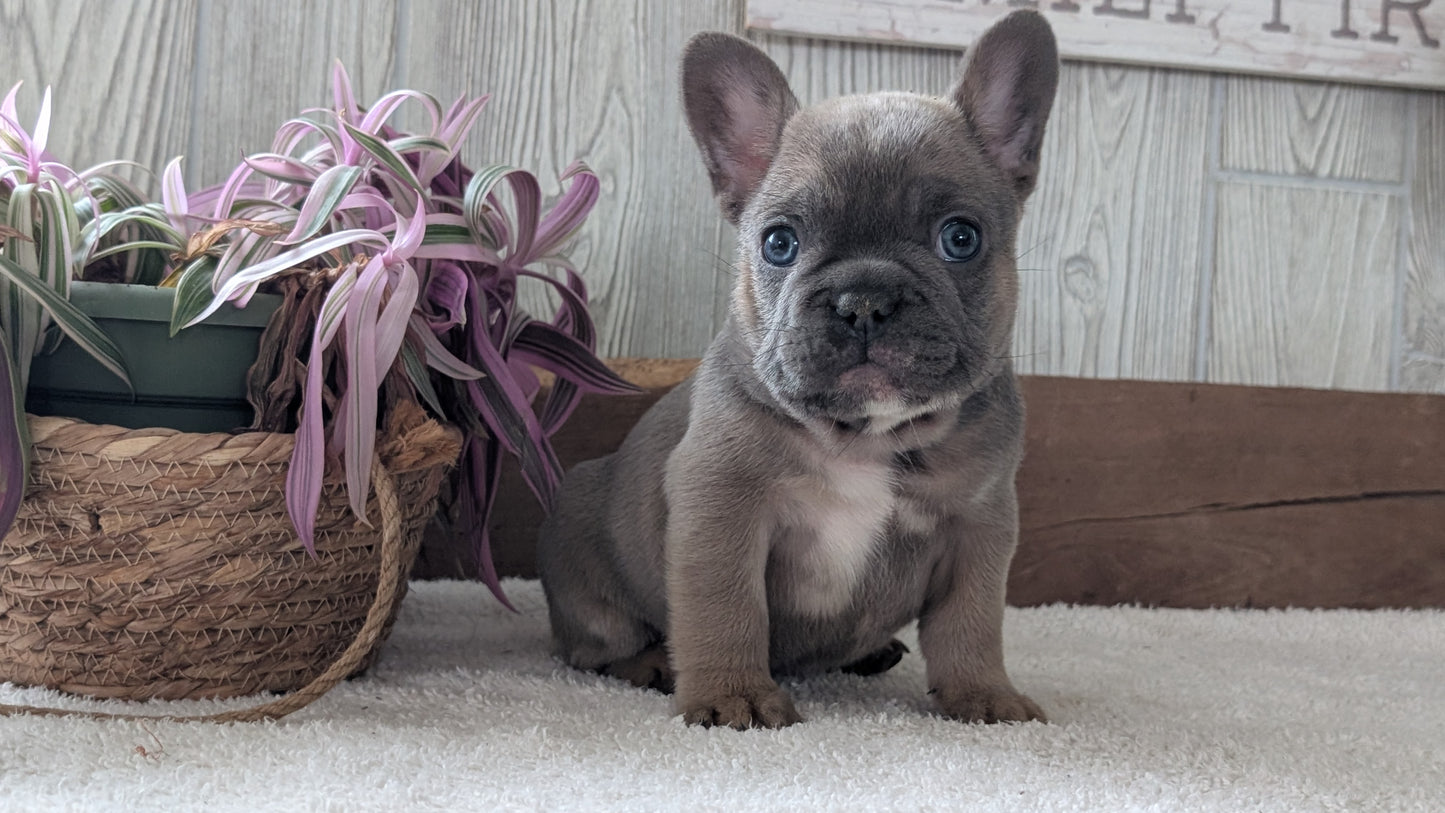 FRENCH BULLDOG (NOV 22) MALES