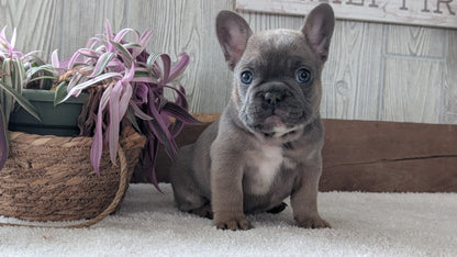 FRENCH BULLDOG (NOV 22) MALES