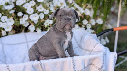 FRENCH BULLDOG (07/15) MALE