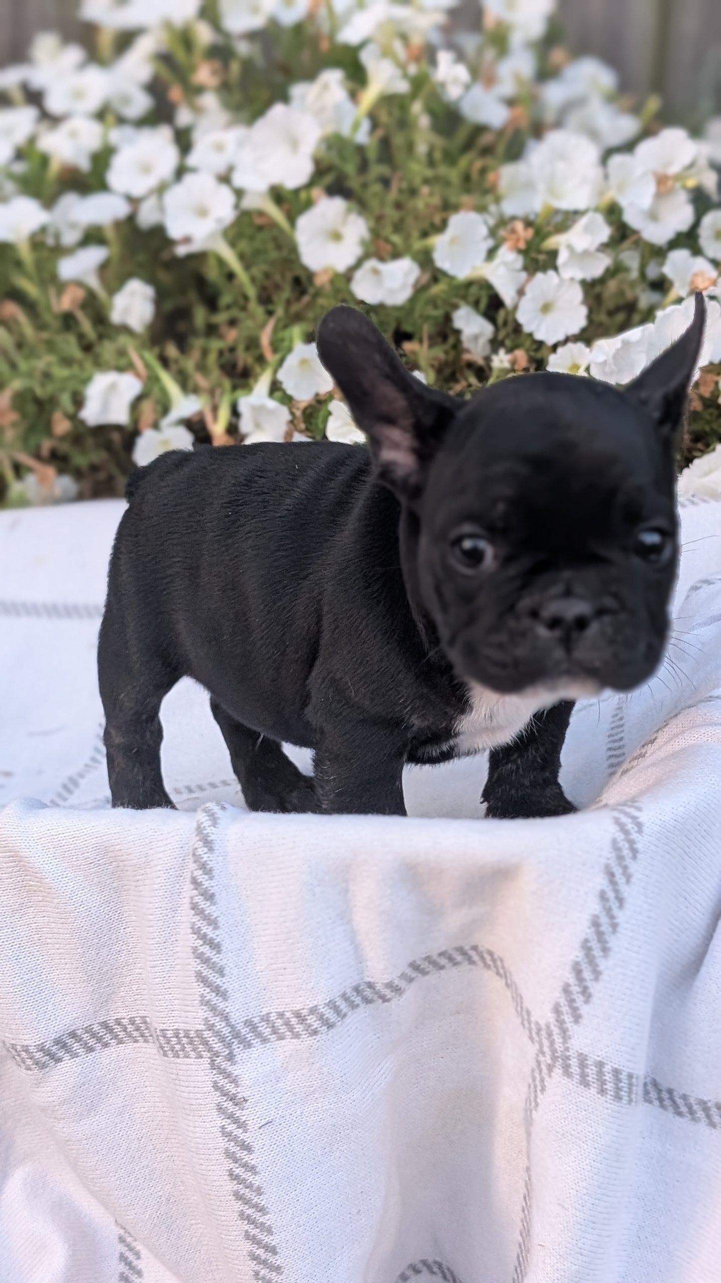 FRENCH BULLDOG (07/15) MALE