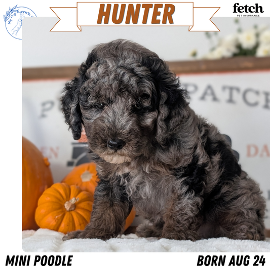 MINI POODLE (AUG 24) 1 MALE/2 FEMALES