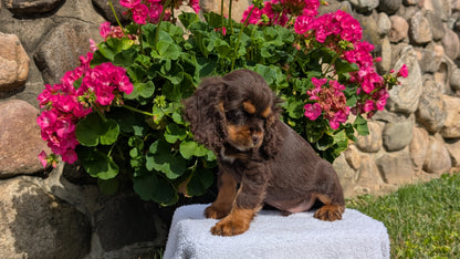 COCKER SPANIEL (07/16) MALE