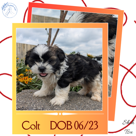 SHIH TZU (06/23) MALE