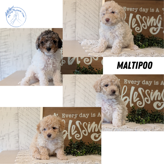 MALTIPOO (APR 05) FEMALES