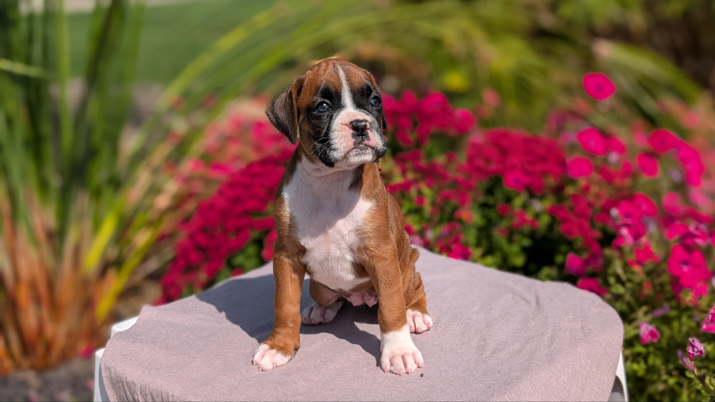 BOXER (08/20) FEMALE