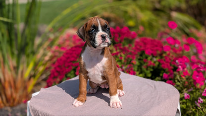 BOXER (08/20) FEMALE
