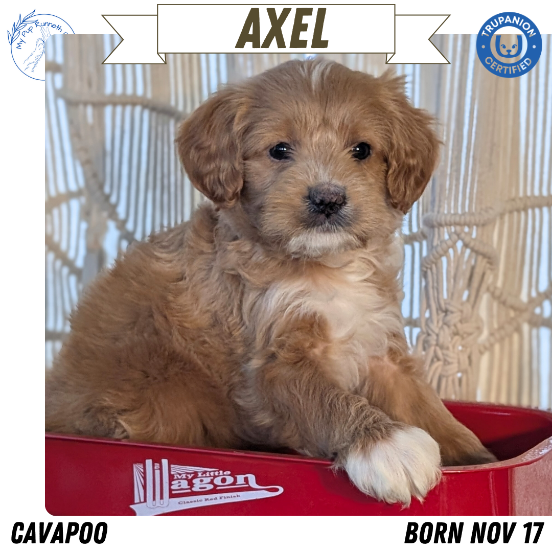 CAVAPOO (NOV 17) MALES