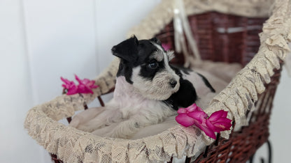 MINI SCHNAUZER (JAN 10) MALES