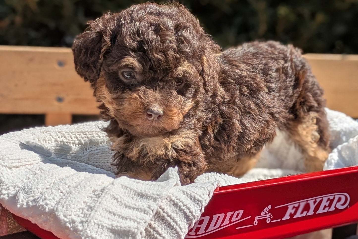 TOY POODLE (01/23) FEMALE
