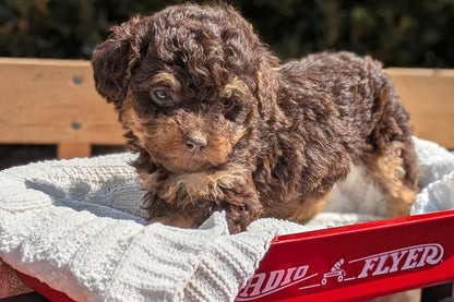 TOY POODLE (01/23) FEMALE