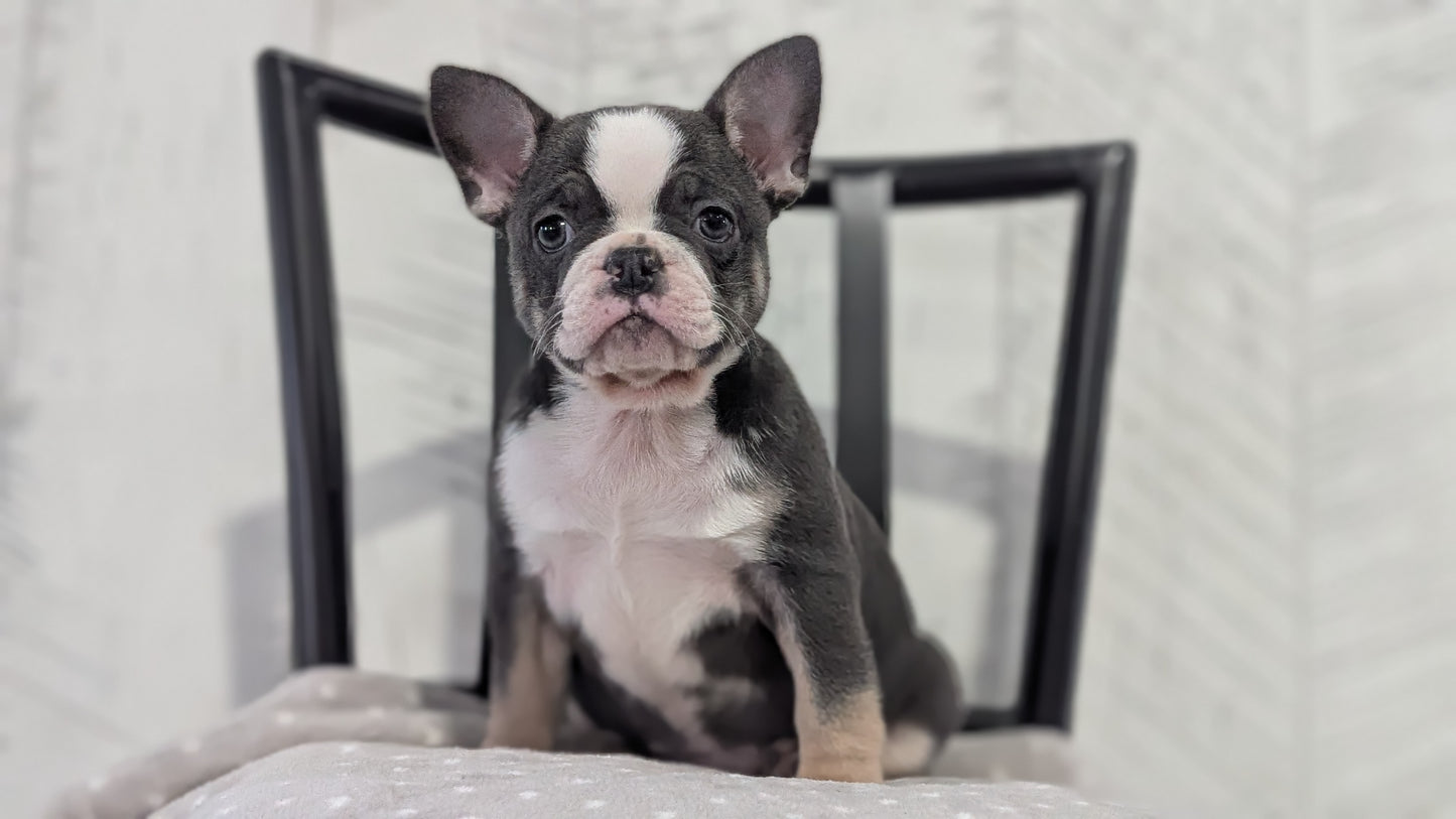 FRENCH BULLDOG (NOV 18) FEMALE