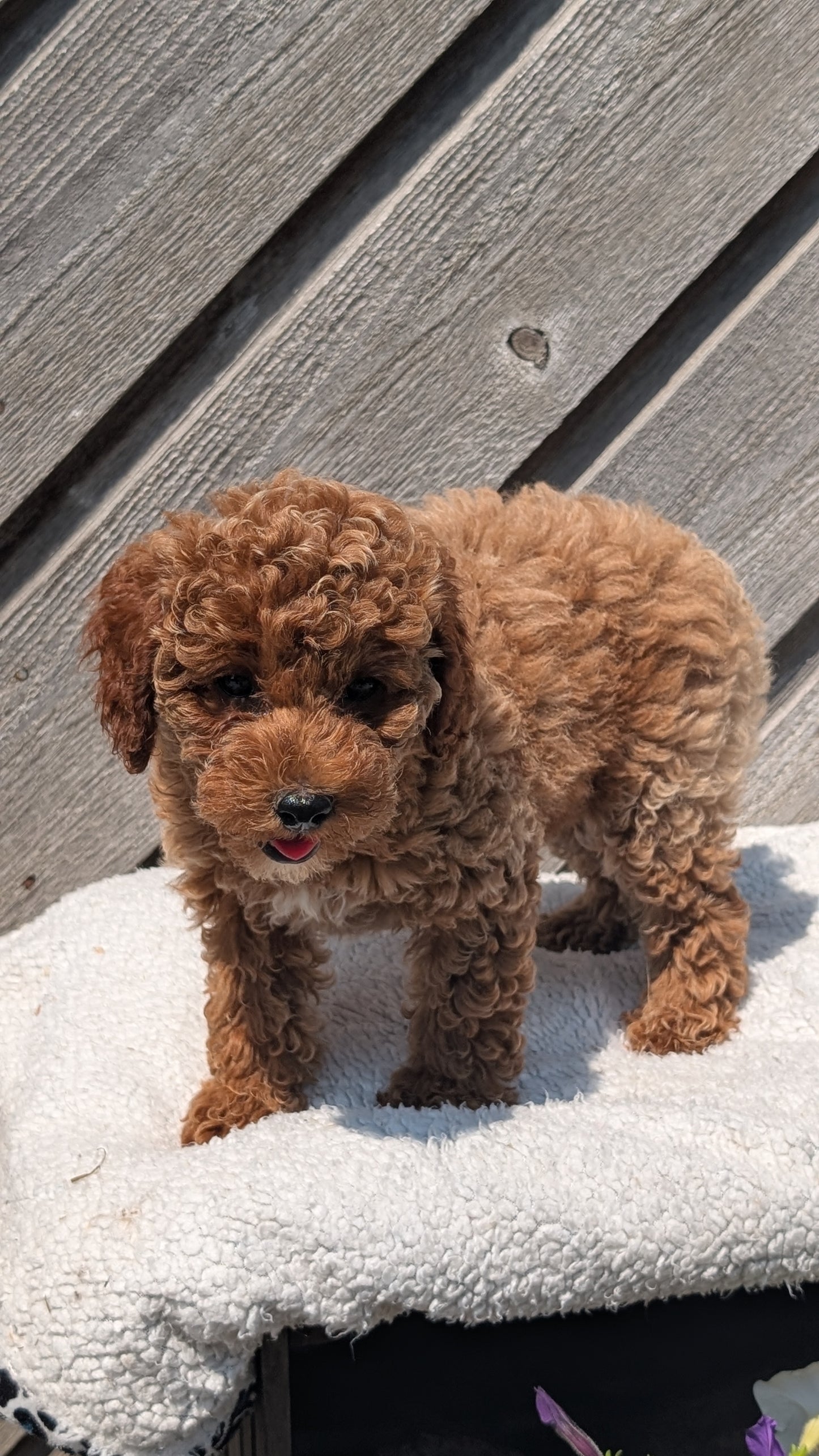 MINI POODLE (MAY 12) FEMALES