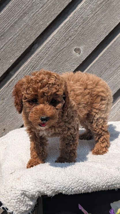 MINI POODLE (MAY 12) FEMALES