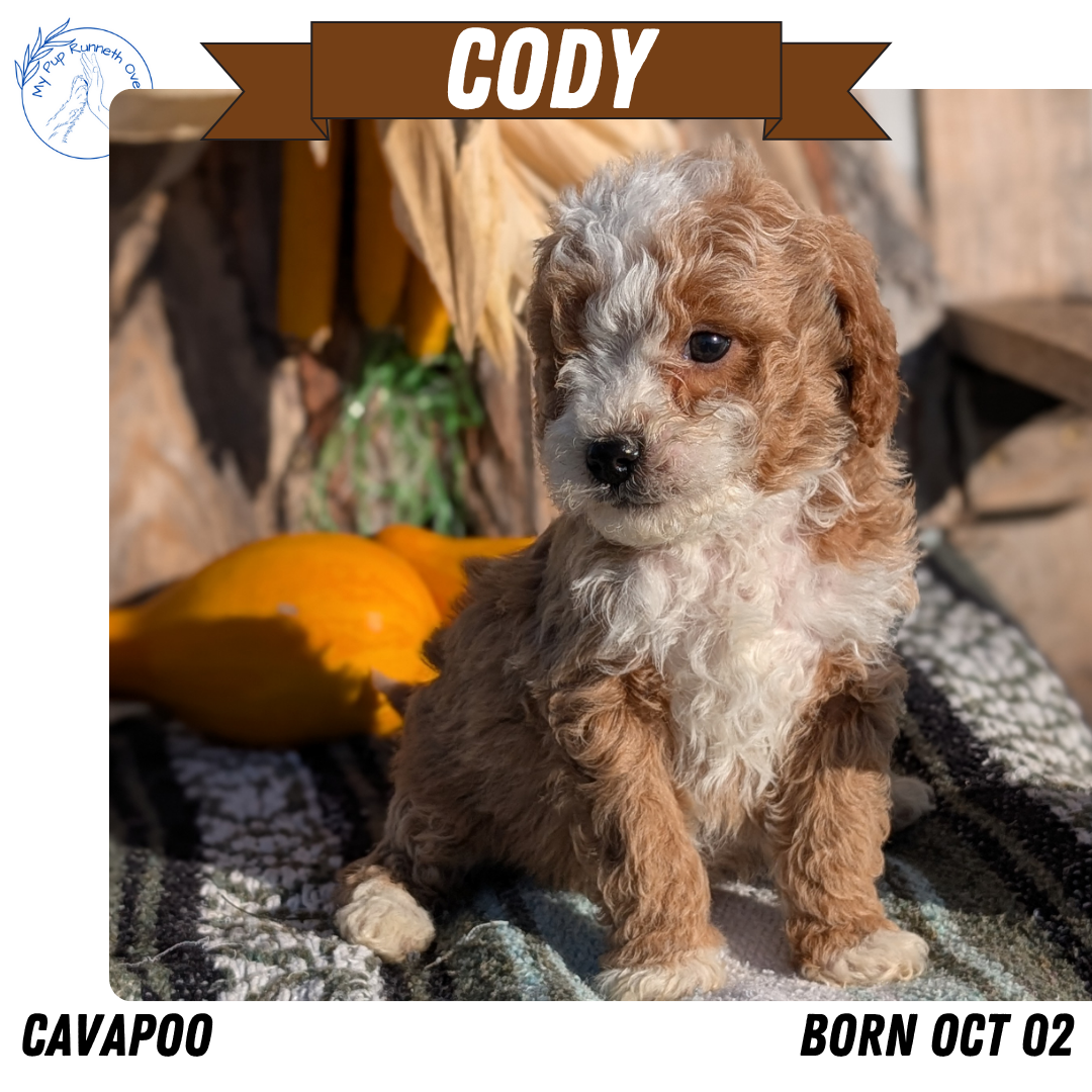 CAVAPOO (OCT 02) MALES