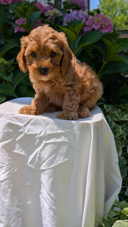 CAVAPOO (05/23) MALE