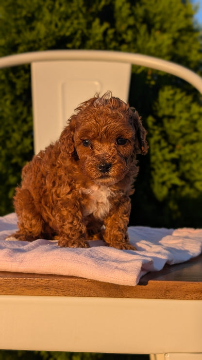 MINI POODLE (MAY 12) FEMALES