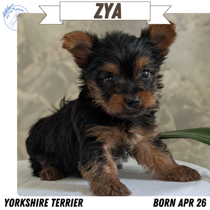 YORKSHIRE TERRIER (APR 26) FEMALES
