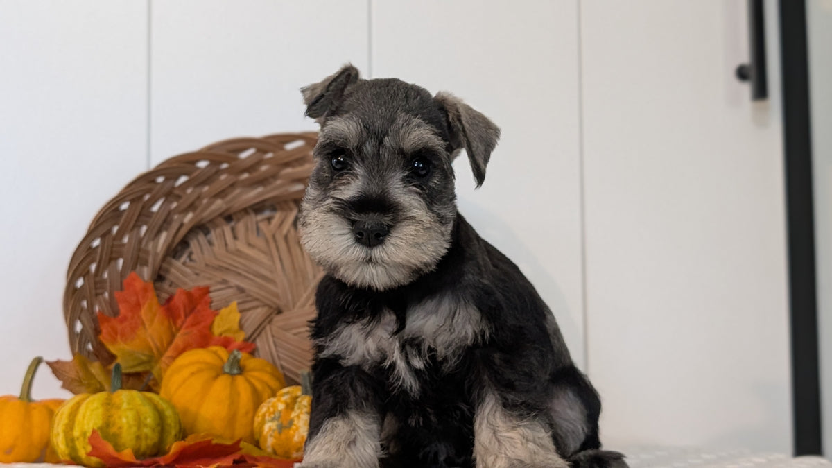 MINI SCHNAUZER (AUG 27) 4 FEMALES/1 MALE