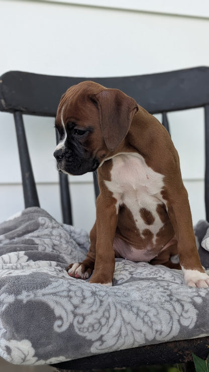 BOXER (JUN 11) FEMALES