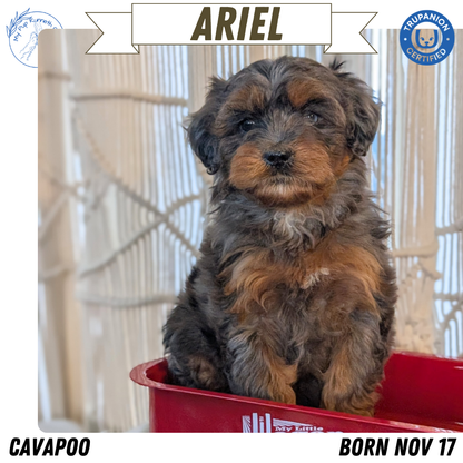 CAVAPOO (NOV 17) FEMALES