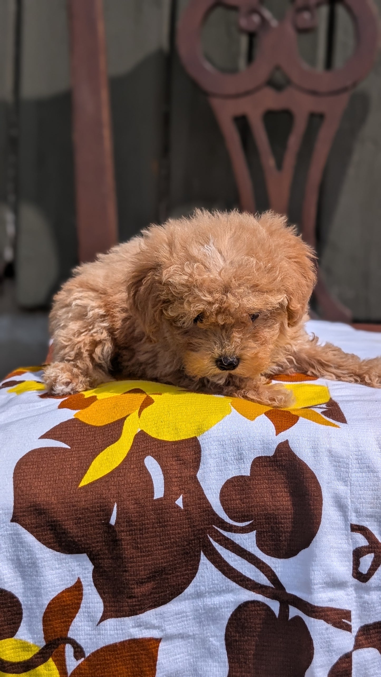 MINI POODLE (JUN 21) 4 MALES