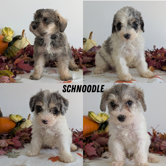 SCHNOODLE (09/20) FEMALE
