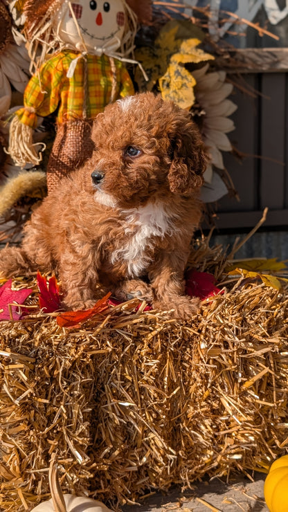 CAVAPOO (07/26) MALE
